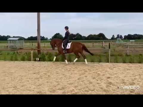 Wallach von Finnigan x Don Frederico