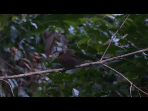 Bulbul olivový (Iole charlottae) — správanie, biotop a hlas