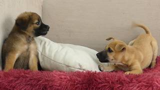 Este Primeiro Encontro Entre Filhotes Vai Derreter Seu Coração ❤️🐶🥹