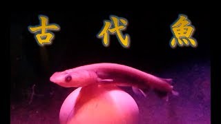 これってラブカっていうんだって・・・。【観察】Frill Shark