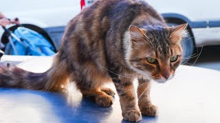 トルコはイズミルの街を市場までお散歩する