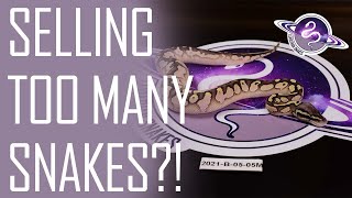 Selling TOO MANY Snakes on Morph Market! | Ball Python Marketing Advice