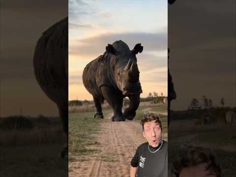 Rhino Vs. Hippo