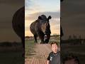Rhino Vs Hippo