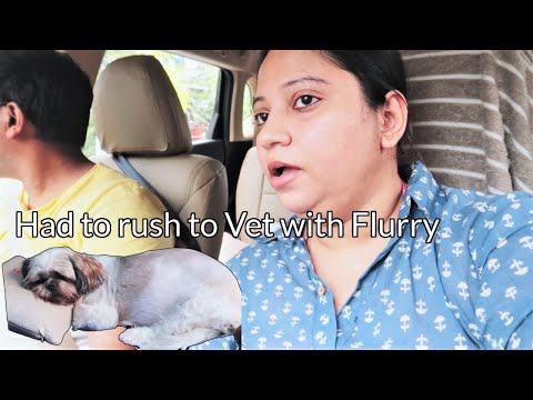 Had to Take Flurry for immediate vet visit | Rushed to Vet with Flurry