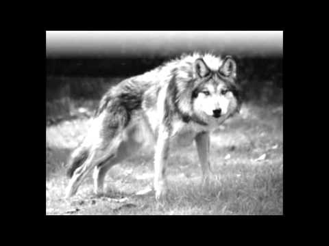 otyg Nordbloss Och Gasteld