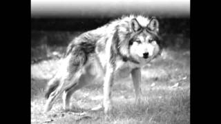 otyg Nordbloss Och Gasteld