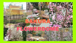 Sakura at Flowerdome