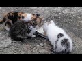 Three Little Kittens