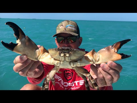 image-Does South Carolina have stone crabs?