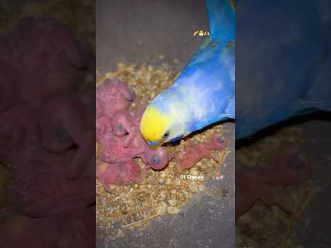 Rainbow very sweet of new baby budgies 😍 || Love birds 2026 🌈 #lovebirds #budgies #parrot