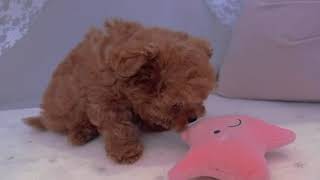 ティーカッププードルの動画01