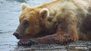 Bed Time for Brown Bears