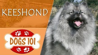 Dogs 101 - KEESHOND - Top Dog Facts About the KEESHOND