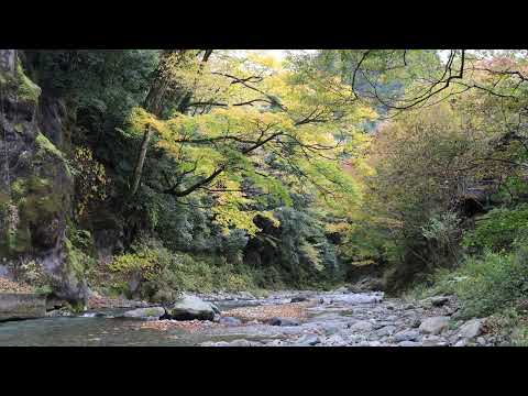 氷川渓谷　2025年11月11日　MVI 9494