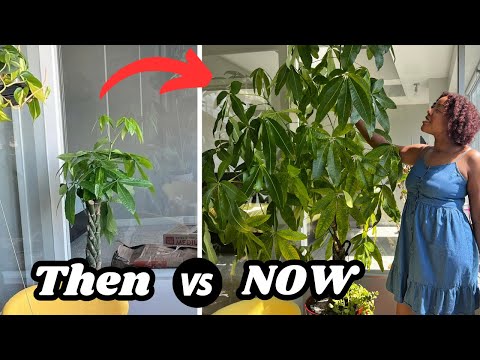 How To Grow A 8Ft Tall Money Tree Plant FAST