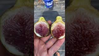A MINDBLOWING FIG! Easily My Best Fig This Year #shorts
