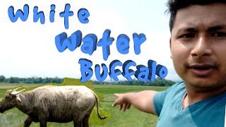 preview picture of video 'I have a White Water Buffalo '