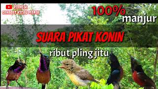 Download lagu SUARA PIKAT KONIN RIBUT PALING JITU, BUKTIKAN SAJA.......   #koningacormp3 #pancingankoninagargacor mp3