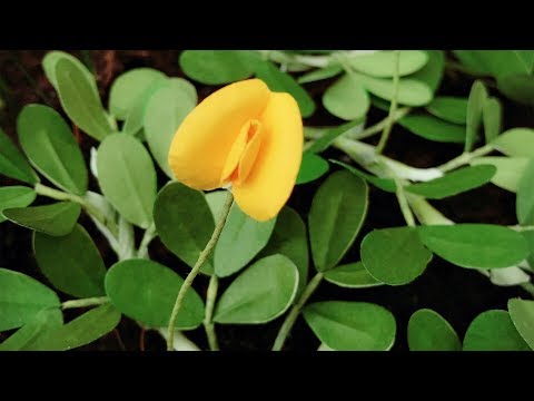 ABC TV | How To Make Pinto Peanut Plant Paper Flower - Craft Tutorial