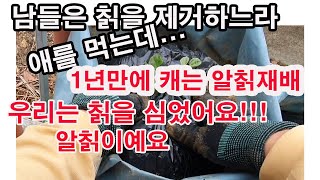 1년만에 캐는 알칡재배. 남들은 칡을 제거하느라 애를 먹는데 우리는 칡을 심었어요. 알칡이예요 (칡 삽수 구…