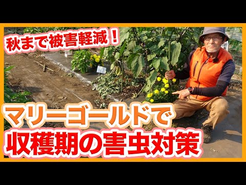 なぜマリーゴールドを庭に植えるのですか？おばあちゃんのヒントを見つけてください！  庭園