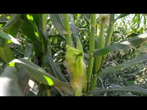 . "Lost in the Corn! 🌽😂"