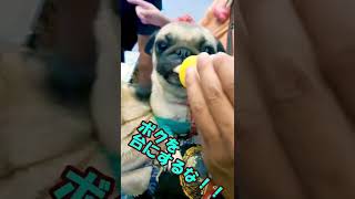 🍼ミルク大好き❤パグのミルクちゃん🐶#shorts #pug #dog #vlog #犬