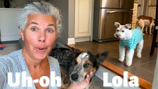 How was Lola's first trip to the groomer? Well.......