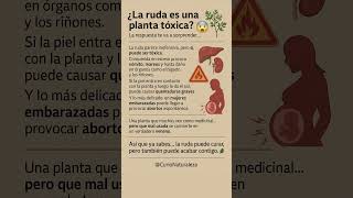 🌿 ¿La ruda es tóxica? La verdad que pocos saben ⚠️#Curiosidades #Naturaleza #Plantas #Ruda