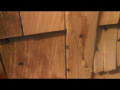 Little Red Bugs in Long Branch, NJ are Boxelder beetles.