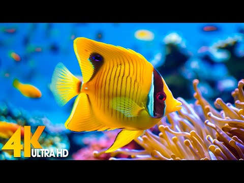 Aquarium 4K VIDEO (ULTRA HD) 🐠 Beautiful Coral Reef Fish - Peaceful Music & Colorful Marine Life