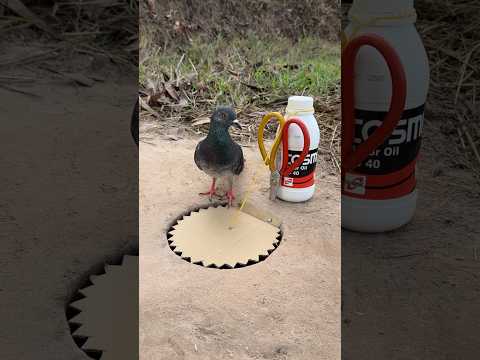 Awesome Creative DIY Bird Trap Using Oil Bottle #camping #outdoors #bushcraft