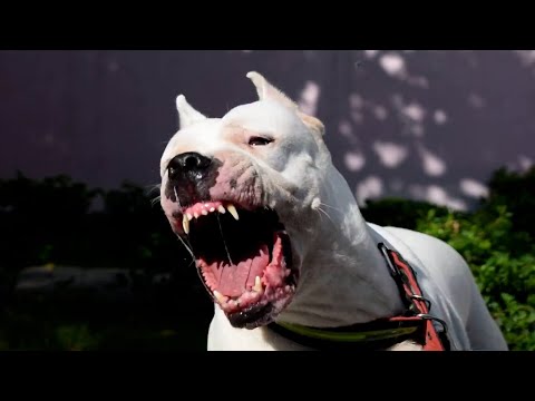 The Only Dog That Hunts Pumas - Meet the Argentinian Dogo!