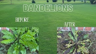 Knock Out EXTREMELY Common Weed FAST!