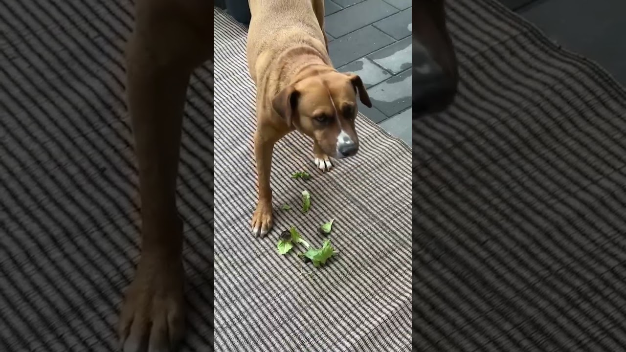 Felice, a ADOPTABLE mixed breed in London, ON video 6/6