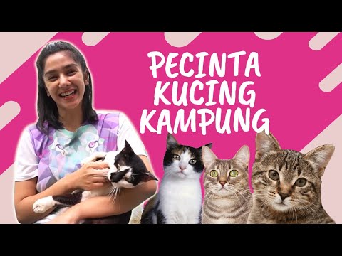 KENALIN KUCING-KUCING KAMPUNG KESAYANGAN