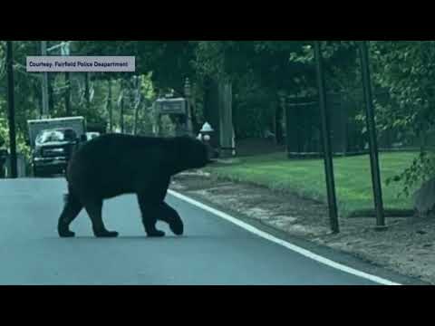 Fairfield Police Bear