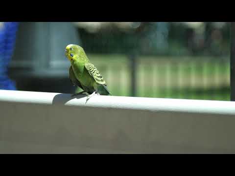 biotina ajută să și piardă grăsimea burtă