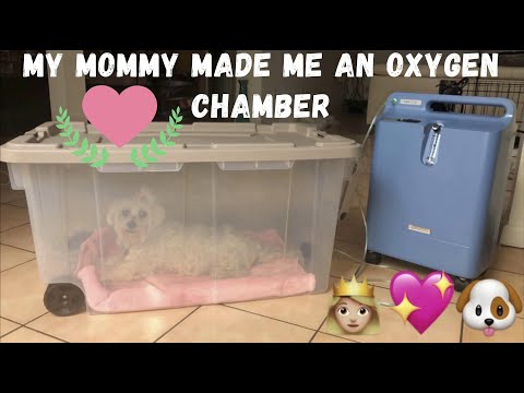 HOW TO MAKE AN AFFORDABLE OXYGEN CHAMBER FOR YOUR PET 💕🐶