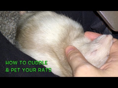 How to Cuddle/Pet Your Rats