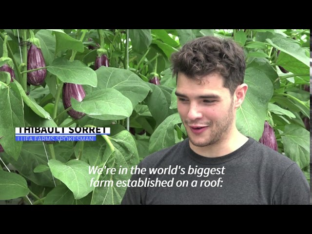 World’s biggest rooftop greenhouse opens in Montreal