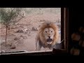 Lion In The Kitchen Window