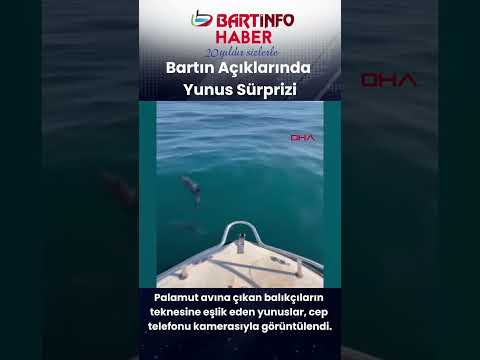 Palamut avında yunus sürprizi 🐬