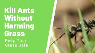 Kill Ants without Killing Grass – 4 Tips to Get Rid of Ants In Your Yard