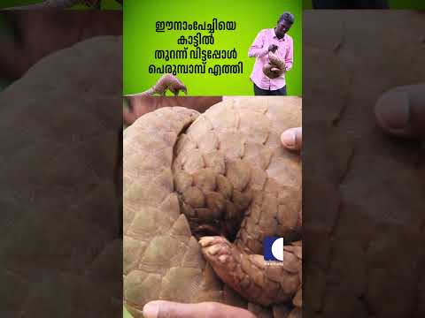 ഈനാംപേച്ചിയെ കാട്ടിൽ തുറന്ന് വിട്ടപ്പോൾ പെരുമ്പാമ്പ് എത്തി  #cobra #snakemaster  #vavasuresh