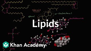 Lipid overview | Macromolecules | Biology | Khan Academy