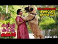 കടിച്ചു കീറും ഇവൻ || Vickies Greeny