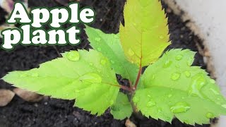 How To Grow An Apple Tree From Seeds - Planting Dwarf Fruit Trees - Growing Apples Fruits - Jazevox