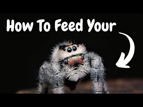 Jumping Spider Feeding | How To Feed Your Jumping Spider | Spooderpods